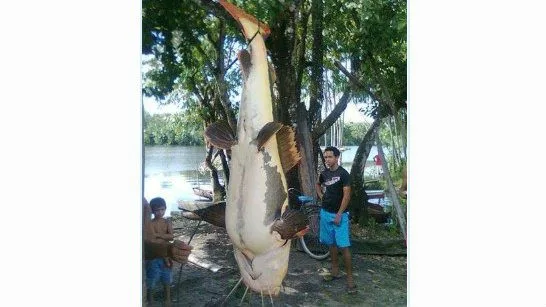 Pescadores pegam peixe de 1,50 metro na Amazônia