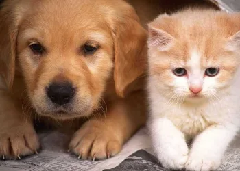 Saiba como reduzir o estresse dos pets em datas festivas