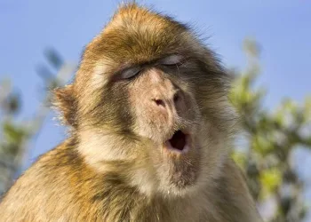 Mulher é condenada a três anos de prisão por ‘assédio sexual’ a macaco