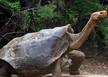 Tartaruga tem 800 filhotes e salva sua espécie da extinção