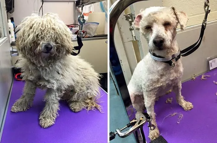 Homem muda o visual de cães de abrigo para ajudá-los a serem adotados