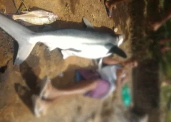 Tubarão galha-preta é capturado em praia da Região dos Lagos