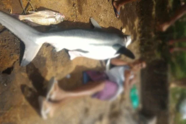 Tubarão galha-preta é capturado em praia da Região dos Lagos