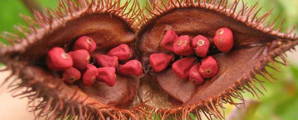 Urucum: aditivo alimentar natural pode barrar células cancerígenas, afirma pesquisa!