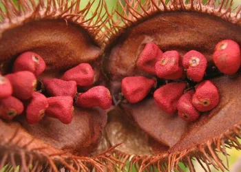 Urucum: aditivo alimentar natural pode barrar células cancerígenas, afirma pesquisa!