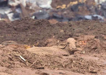 Deputado entrará com liminar para exigir que a Vale resgate animais afetados em Brumadinho