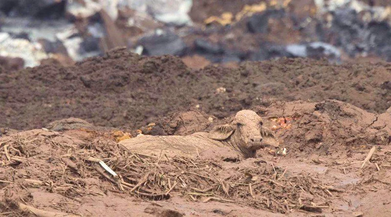 Deputado entrará com liminar para exigir que a Vale resgate animais afetados em Brumadinho