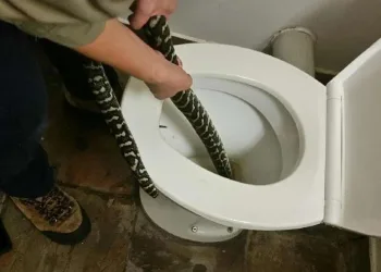 Mulher é picada por cobra ao usar vaso sanitário