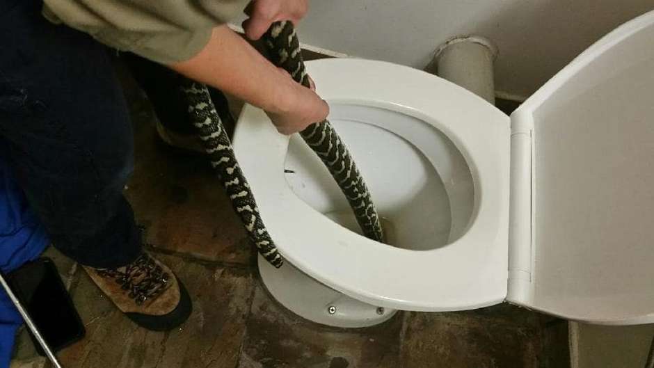 Mulher é picada por cobra ao usar vaso sanitário