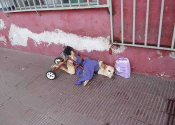 Cadela foi abandonada na cadeira de rodas sem água ou comida e acorrentada a um portão