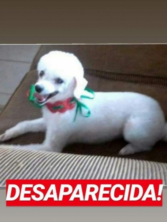 Duas das três cadelas roubadas por bando e pet shop na Zona Oeste são encontradas