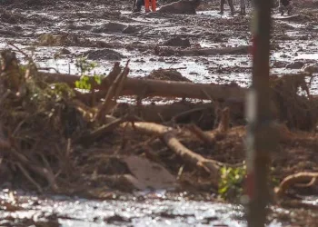 SOBRE A EUTANÁSIA DOS ANIMAIS EM BRUMADINHO!