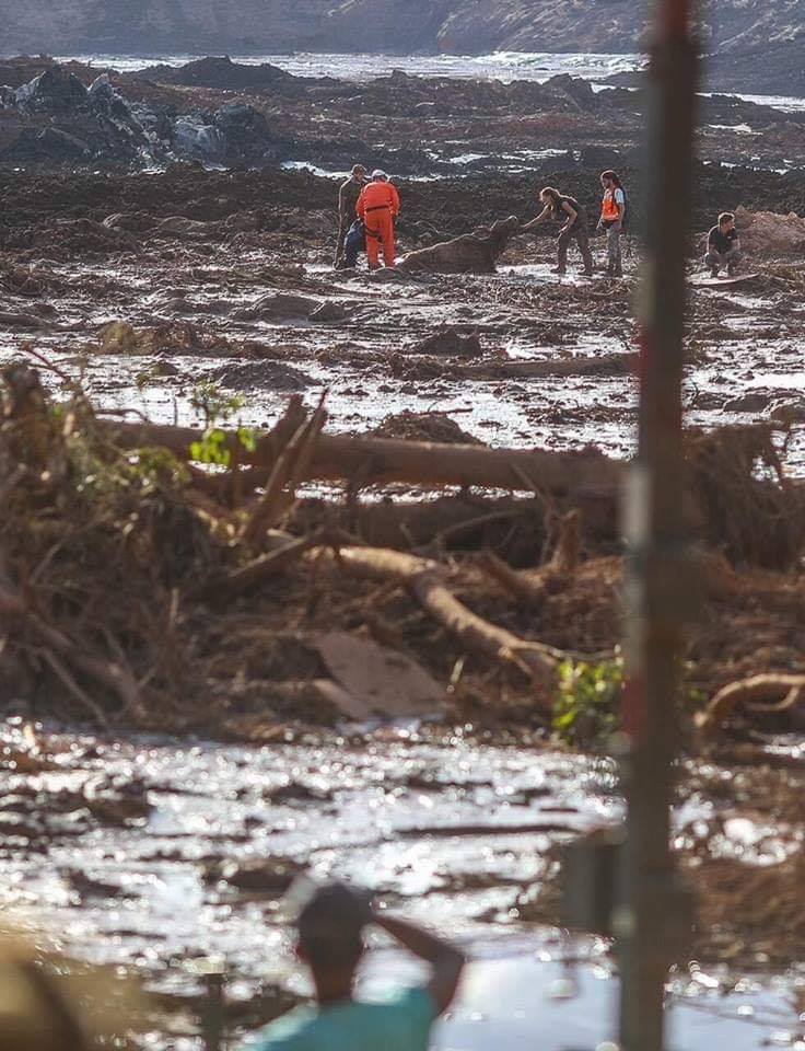 SOBRE A EUTANÁSIA DOS ANIMAIS EM BRUMADINHO!