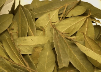 Essa folha é boa contra insônia, açúcar no sangue, hipertensão arterial e gordura.