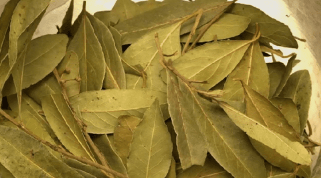 Essa folha é boa contra insônia, açúcar no sangue, hipertensão arterial e gordura.