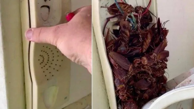 Técnico encontra ‘comunidade de baratas’ dentro de interfone