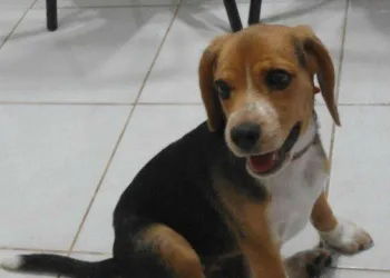 Que triste!! Cadela por causa do calor no RJ