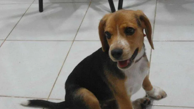 Que triste!! Cadela por causa do calor no RJ