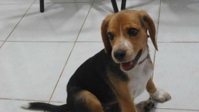 Que triste!! Cadela por causa do calor no RJ