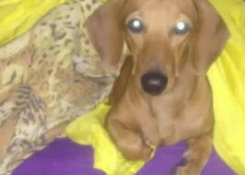 Cachorro morre após ser baleado por bandidos em assalto no RJ