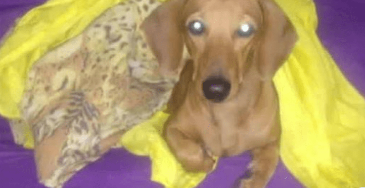 Cachorro morre após ser baleado por bandidos em assalto no RJ