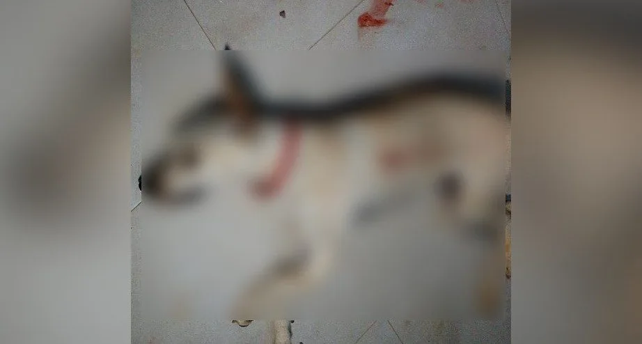 Cadela de estimação evita assalto, mas é morta com um tiro