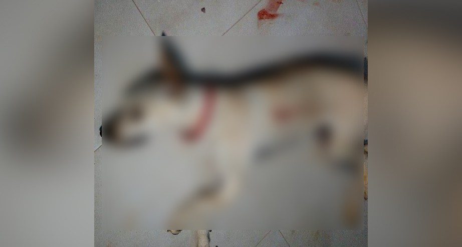 Cadela de estimação evita assalto, mas é morta com um tiro