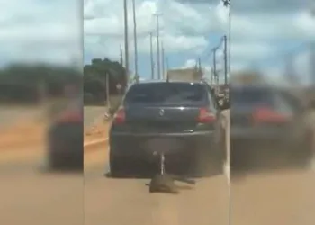 Cachorro é arrastado pelo dono, em carro, por 15 minutos