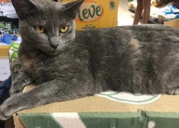 Cliente mata gata a pauladas dentro de mercado no RJ