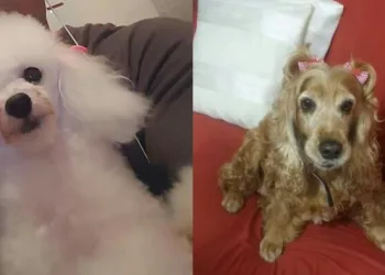 Bandidos armados roubam carro de pet shop e levam três cães em Bairro na Zona Oeste