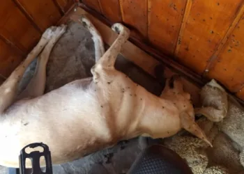 Cão morre após dona viajar e deixar animais sem comida e água