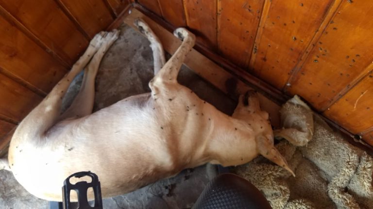 Cão morre após dona viajar e deixar animais sem comida e água