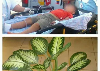 UMA PLANTA CASEIRA CAUSA MORTE A CRIANÇA DE 5 ANOS