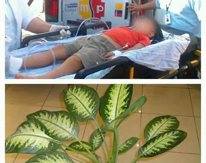 UMA PLANTA CASEIRA CAUSA MORTE A CRIANÇA DE 5 ANOS