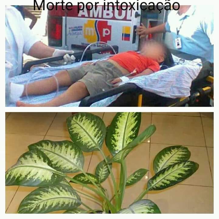 UMA PLANTA CASEIRA CAUSA MORTE A CRIANÇA DE 5 ANOS