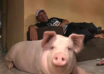 Família adota porca que iria comer no Natal