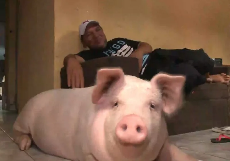 Família adota porca que iria comer no Natal