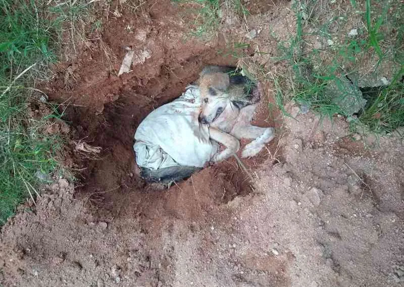 Idoso é flagrado enterrando pastor alemão vivo