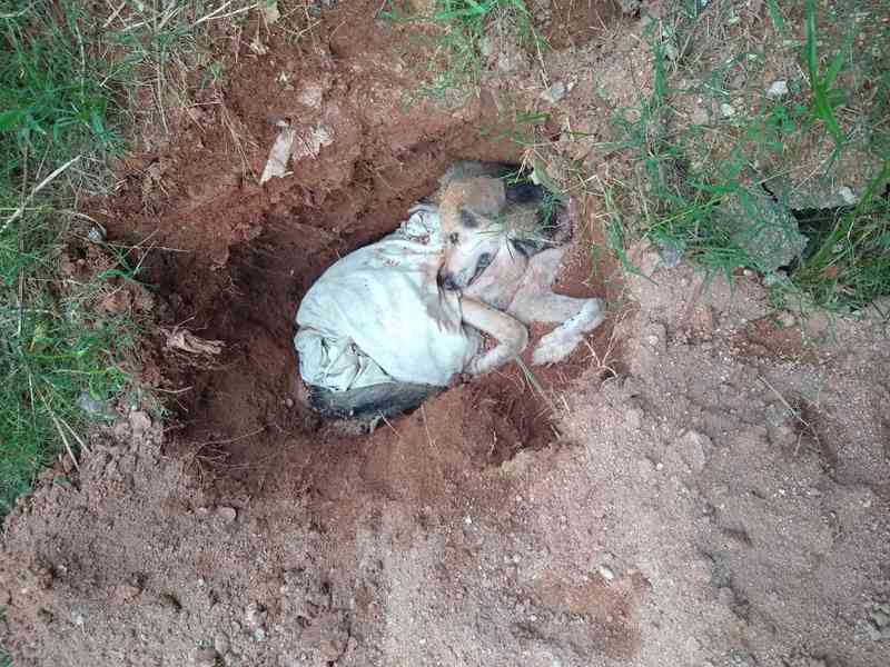 Idoso é flagrado enterrando pastor alemão vivo