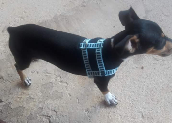 Por não aceitar o fim do relacionamento, homem espanca o cachorro da ex até a morte