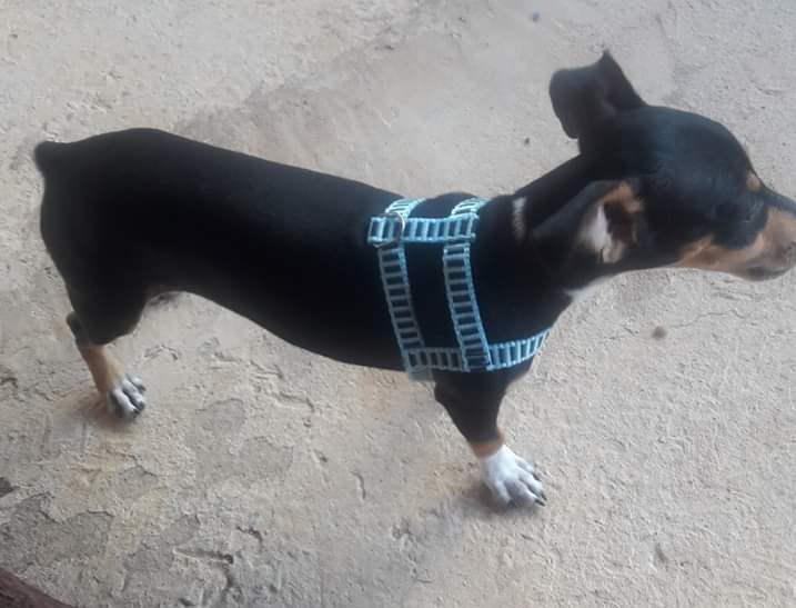 Por não aceitar o fim do relacionamento, homem espanca o cachorro da ex até a morte