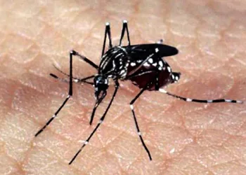 Rio começa ano com queda de dengue e zika, mas chikungunya preocupa