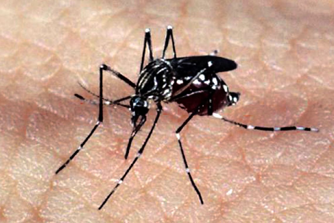 Rio começa ano com queda de dengue e zika, mas chikungunya preocupa