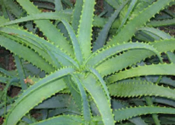 A BABOSA É CONSIDERADA “A PLANTA DA IMORTALIDADE”! SAIBA COMO USÁ-LA PARA CURAR DOENÇAS!