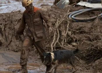 Coitados!! Animais presos no barro são sacrificados a tiros