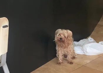 Cachorro é resgatado pela polícia após passar cinco dias abandonado em loja e bebendo água de ar-condicionado