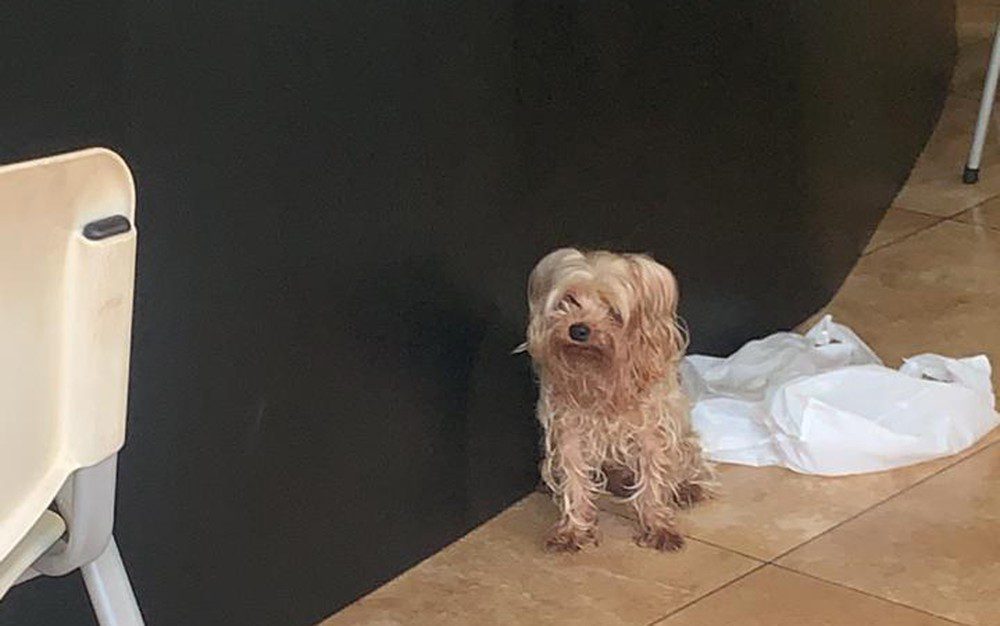Cachorro é resgatado pela polícia após passar cinco dias abandonado em loja e bebendo água de ar-condicionado