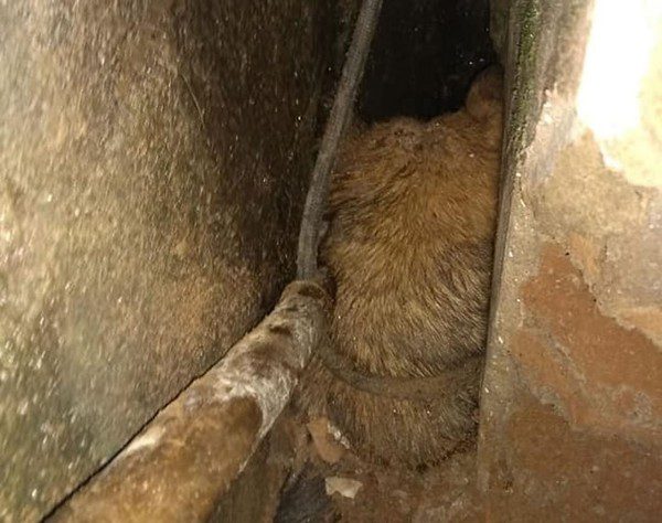 Cachorro fica preso entre paredes por medo de fogos de artifício e é resgatado em MG