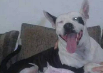 Cadela morre após ouvir barulho de rojões na Zona Norte: ‘Ficou em pânico’, diz dona