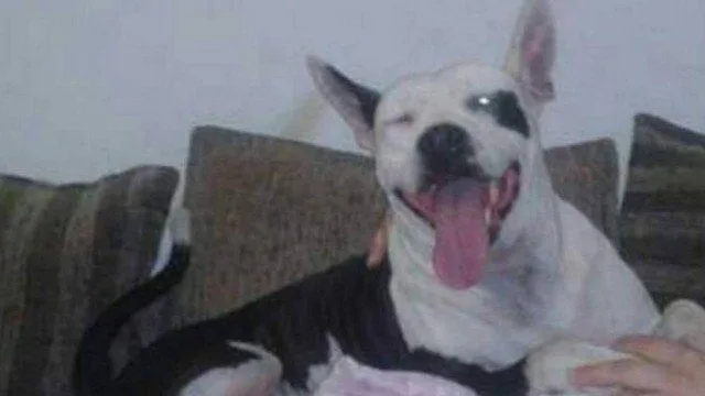 Cadela morre após ouvir barulho de rojões na Zona Norte: ‘Ficou em pânico’, diz dona